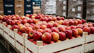 Fresh Apple Exporter Global Supplier