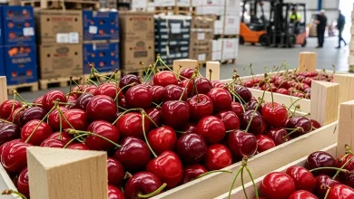 Fresh Cherry Exporter Global Supplier