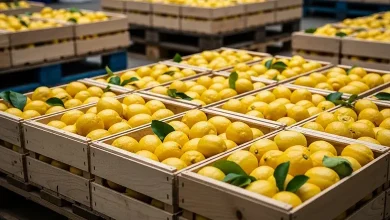 Fresh Lemon Exporter Global Supplier