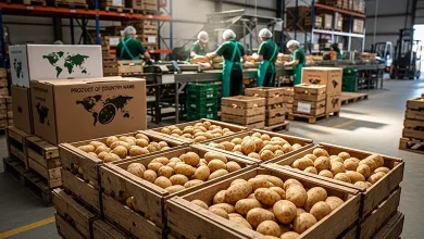 Fresh Potato Exporter Global Supplier