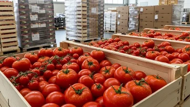 Fresh Tomato Exporter Global Supplier